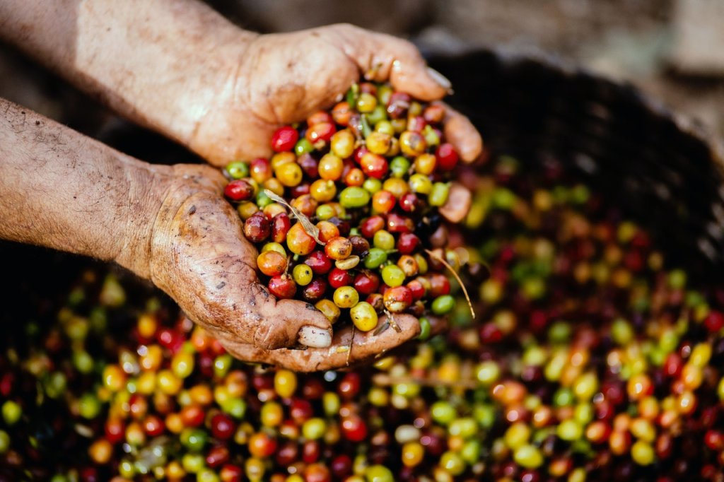 quais-as-principais-regioes-de-plantio-de-cafe-no-brasil